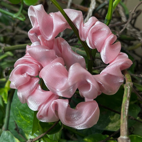 Pair of Scrunchies