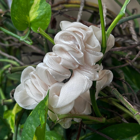Pair of Scrunchies